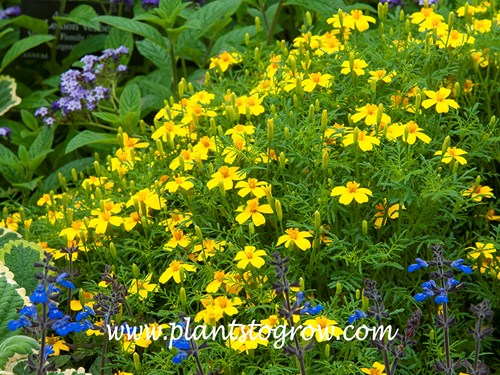 Lemon Gem Marigold (Tagetes tenuifolia) 
growing with blue Salvia in front and Heliotrope in the background.